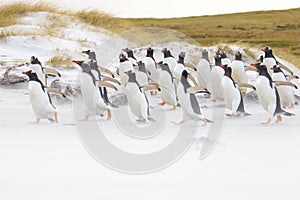 Gentoo penguin colony running along the beach