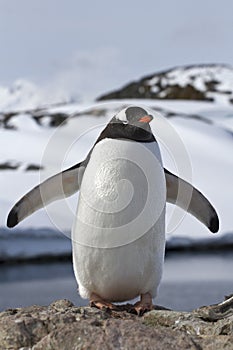 Gentoo penguin colony which stands in its wings