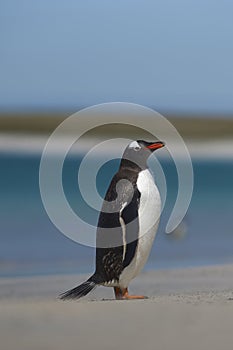 Gentoo Penguin coming ashore on Bleaker Island