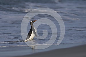 Gentoo Penguin coming ashore in the Falkland Islands