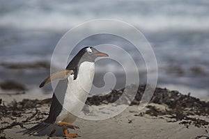 Gentoo Penguin coming ashore on Saunders Island