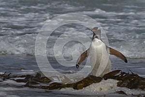 Gentoo Penguin coming ashore on Saunders Island in the Falkland Islands