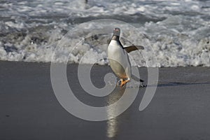 Gentoo Penguin coming ashore on Sea Lion Island