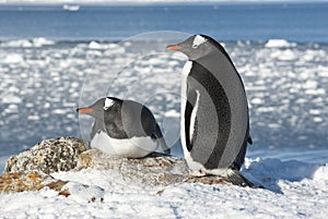 Gentoo penguin couple on the background of the ocean.