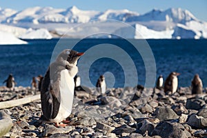 Gentoo Penguin, Cuverville Island Gentoo penguins