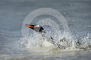 Gentoo penguin diving in the Atlantic ocean