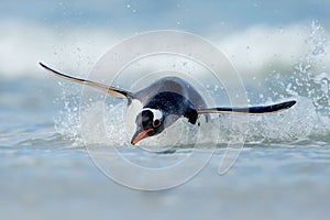 Gentoo penguin diving on the shores of the Falkland islands