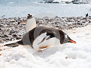 Gentoo penguin eating snow on beach of Cuverville Island, Antar