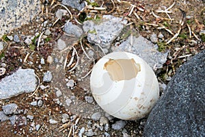 Gentoo penguin egg in Antarctic Peninsula