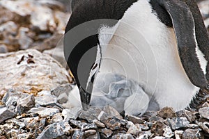 Gentoo penguin with egg and newly hatched chick, Antarctica