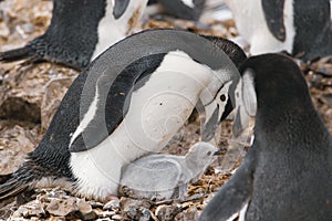 Gentoo penguin with egg and newly hatched chick, Antarctica