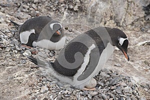 Gentoo penguin with egg and newly hatched chick, Antarctica