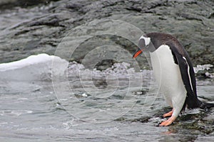 Pingüino entrada Agua Antártida 