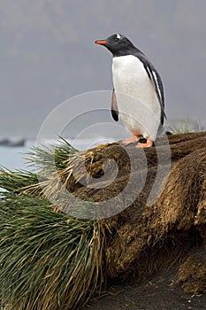 Gentoo Penguin, EzelspinguÃ¯n, Pygoscelis papua