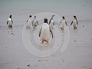 Gentoo penguin on Falklands