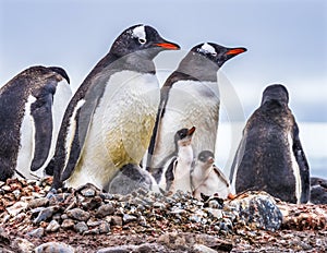 Gentoo Penguin Family Chicks Yankee Harbor Antarctica