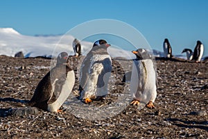 Gentoo penguin family enjoing the sun light at the Barrientos Island, Antarctic