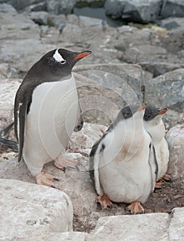 Gentoo penguin family in the nest in the cliffs.