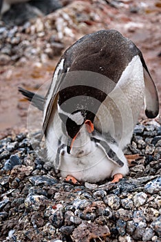 Gentoo Penguin family on a rock nest in a rookery, parent feeding young chick, Gonzales Videla Station, Paradise Bay, Antarctica photo