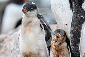Gentoo Penguin family in a rookery, parent and two chicks, one chick with snow on itÃ¢â¬â¢s head, Gonzales Videla Station, Paradise B photo