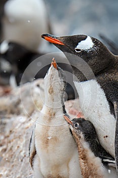 Gentoo Penguin family in a rookery, parent and two young chicks, Gonzales Videla Station, Paradise Bay, Antarctica photo