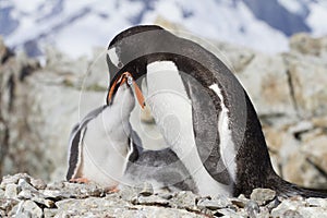 Gentoo Penguin Feeding Chick