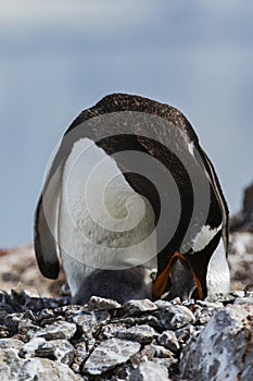 Gentoo Penguin feeding a chick