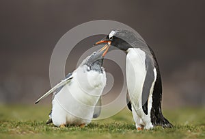 Gentoo penguin feeding chick with regurgitated food