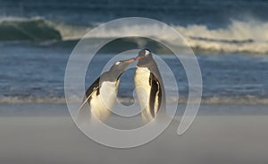 Gentoo penguin feeding chick on a sandy beach
