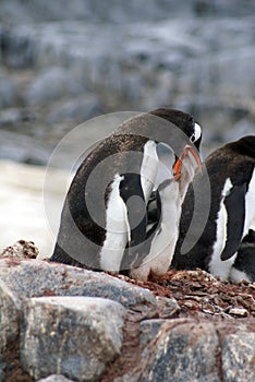 Gentoo penguin feeding chicks in Antarctica