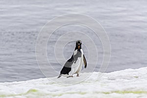 Gentoo Penguin feeding its chick, Antarctica