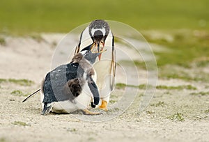 Gentoo penguin feeding its molting chick