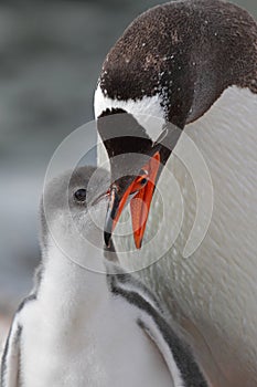 Gentoo penguin feeding young, Antarctica