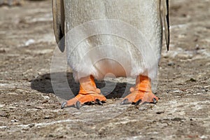 Gentoo penguin feet closeup