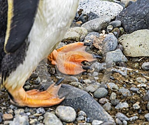 Gentoo Penguin Feet Yankee Harbor Greenwich Island Antarctica