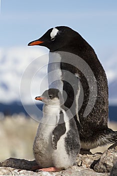 gentoo penguin female and chick standing on rock