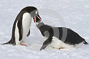 Gentoo penguin female feeding adult chick