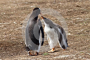 Gentoo penguin female and her chick