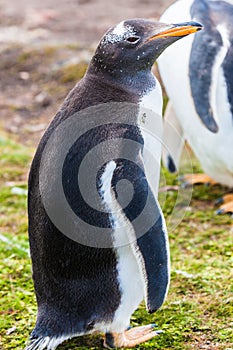 Gentoo penguin female sitting on green grass