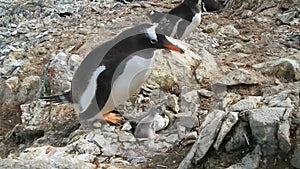 Gentoo Penguin female sitting near nest with two newly hatched eaglets chicks