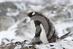 Gentoo penguin female sitting in a nest with chicks during snowfall