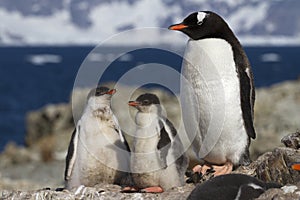 gentoo penguin female and two chicks that stand near nest