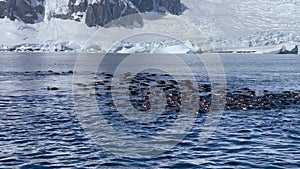 Gentoo penguin fishing Antarctic Peninsula