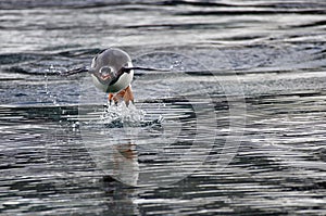 Gentoo penguin in flight, Antarctica