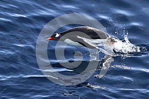 Gentoo penguin floating who jumped