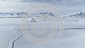 Gentoo penguin flock migration aerial