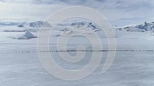 Gentoo penguin flock migration aerial timelapse