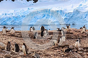 Gentoo penguin flock on the rocks and blue glacier in the background at Neco bay, Antarctic