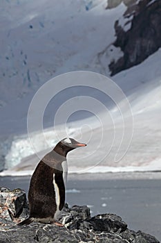 Gentoo penguin in front of glacier, Antarctica