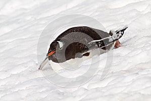 Gentoo penguin gliding down slope, Antarctica